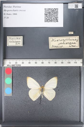 Media type: image;   Entomology 134317